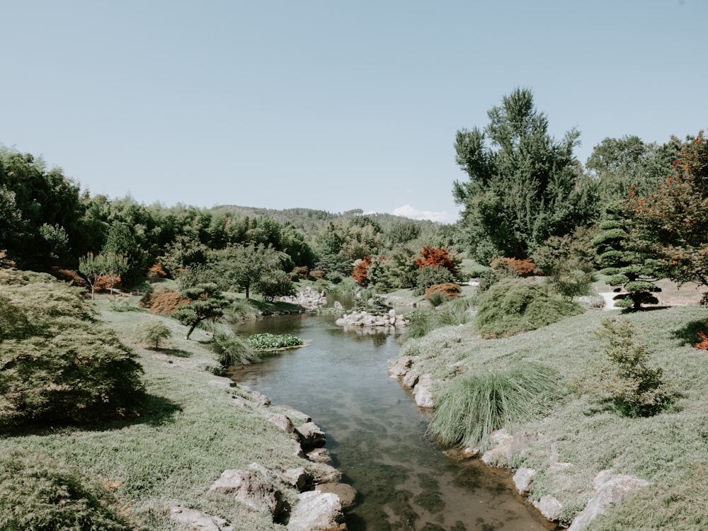 water stream with trees on sides