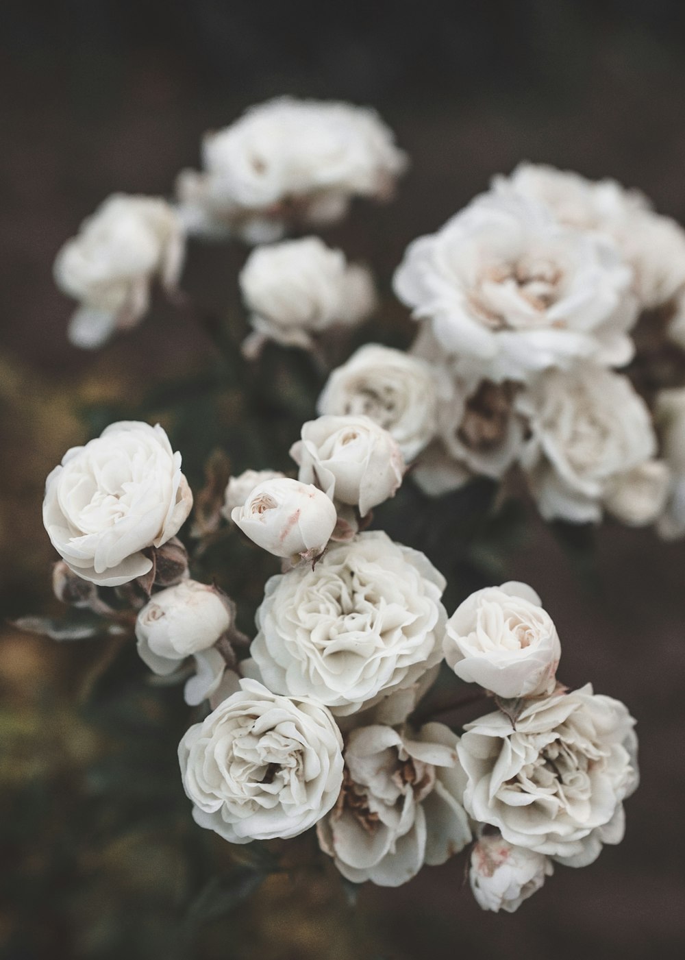 white flowers