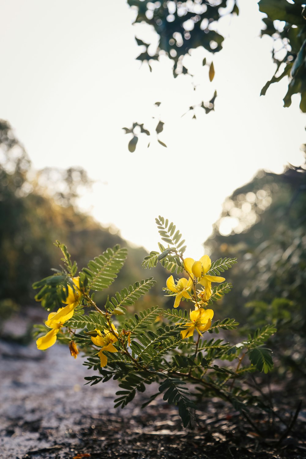 yellow flowers in bloom