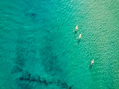 A serene view of kayakers paddling through mangrove tunnels under a clear blue sky.