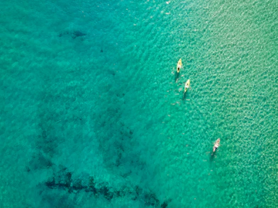 A serene view of kayakers paddling through mangrove tunnels under a clear blue sky.