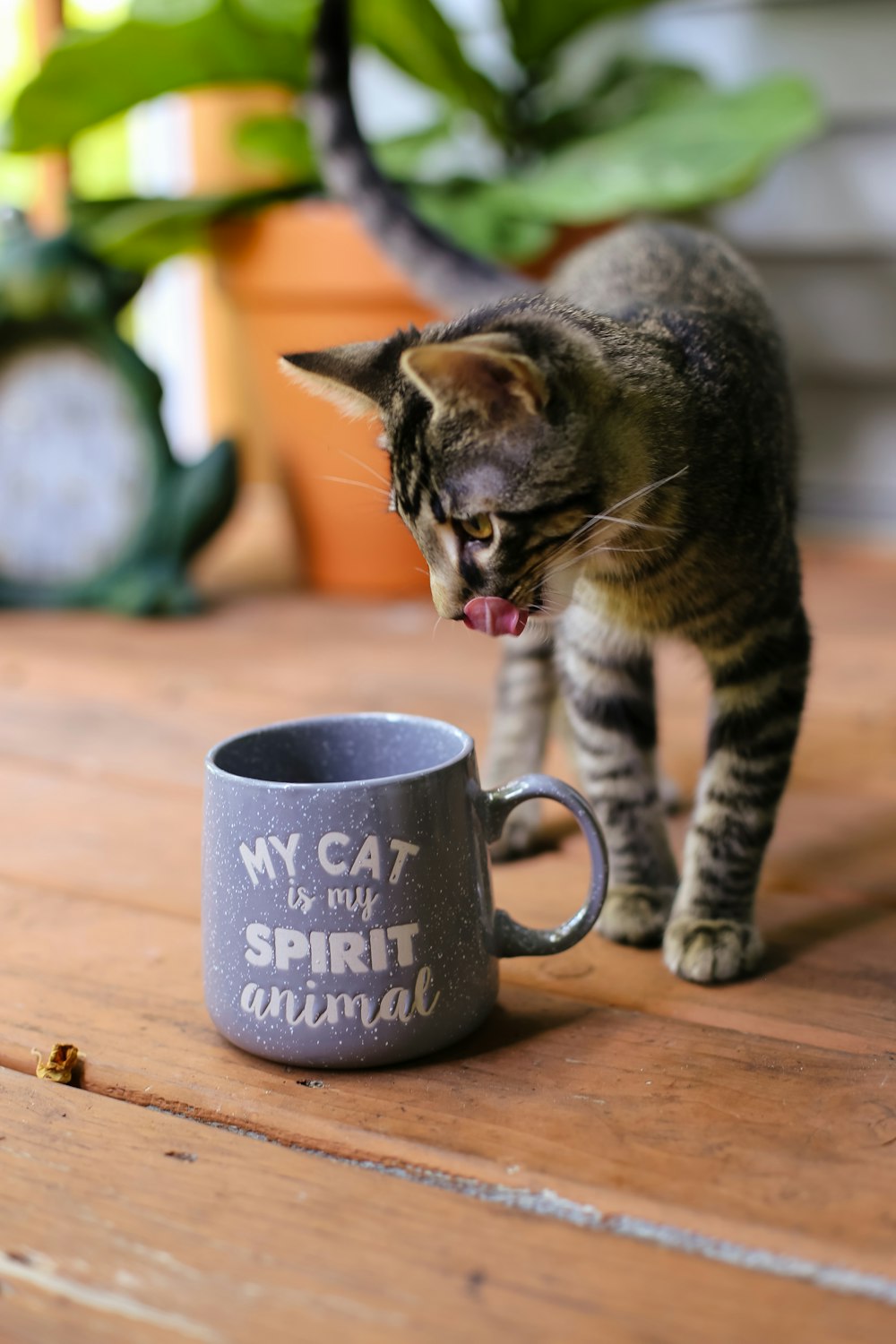 gray tabby cat beside mug