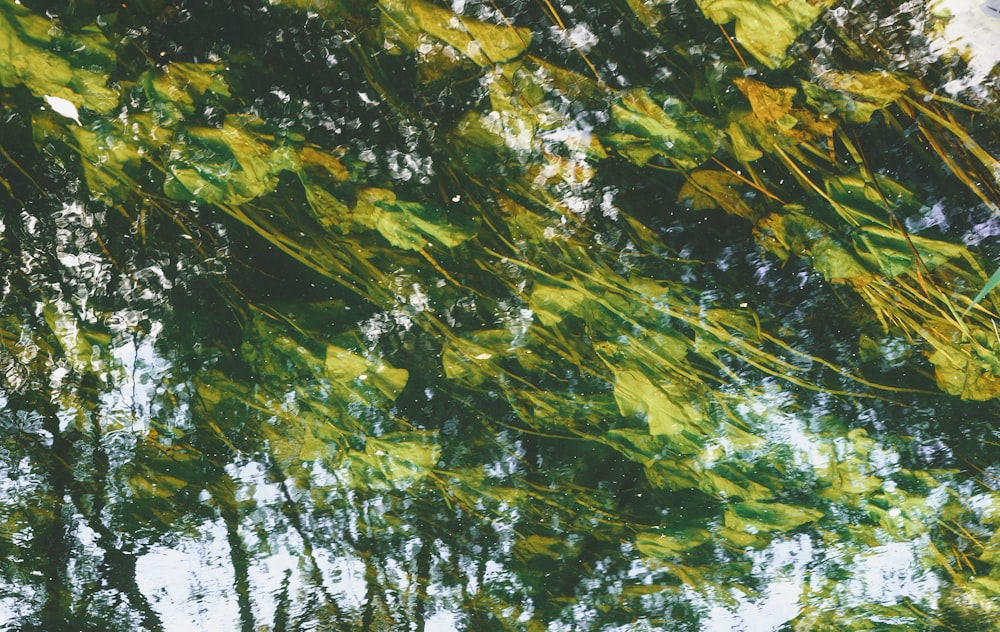 green-leafed trees