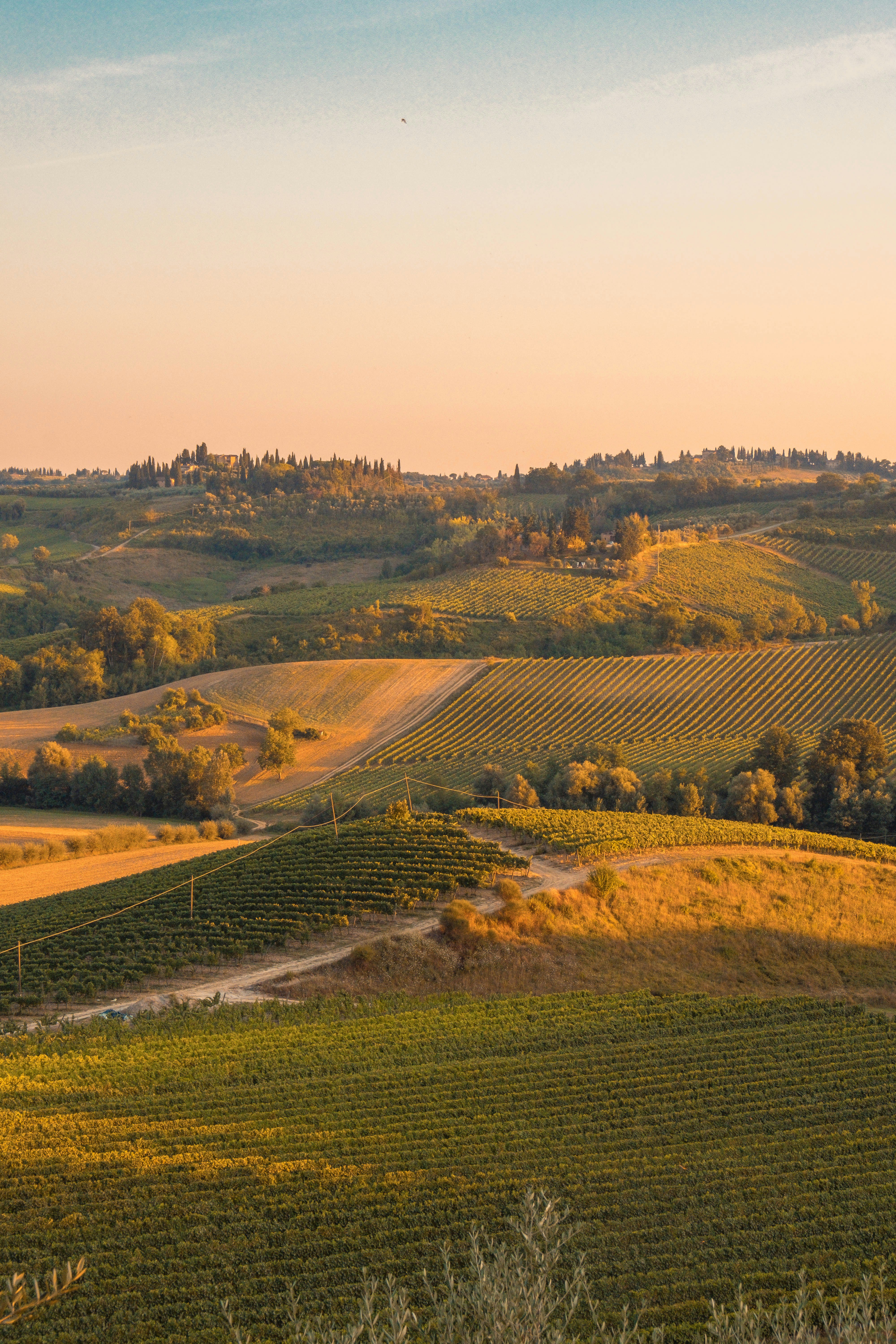 Explore 3 Top Vineyard Properties Now