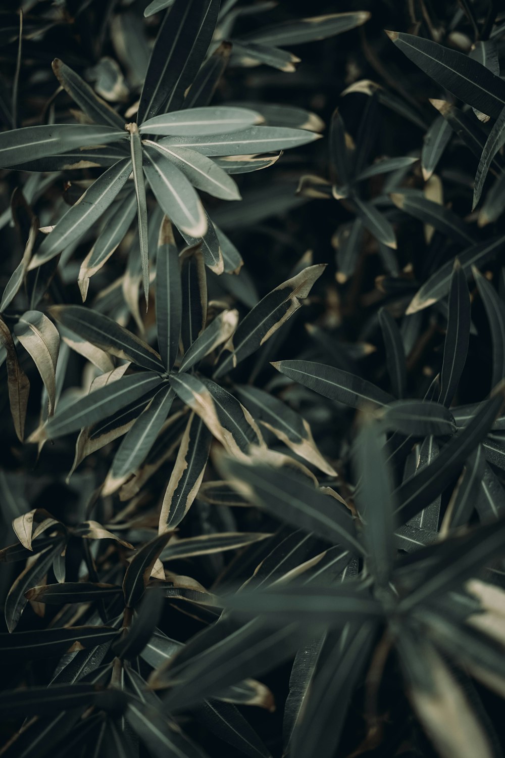 macro photography of green leaf plant