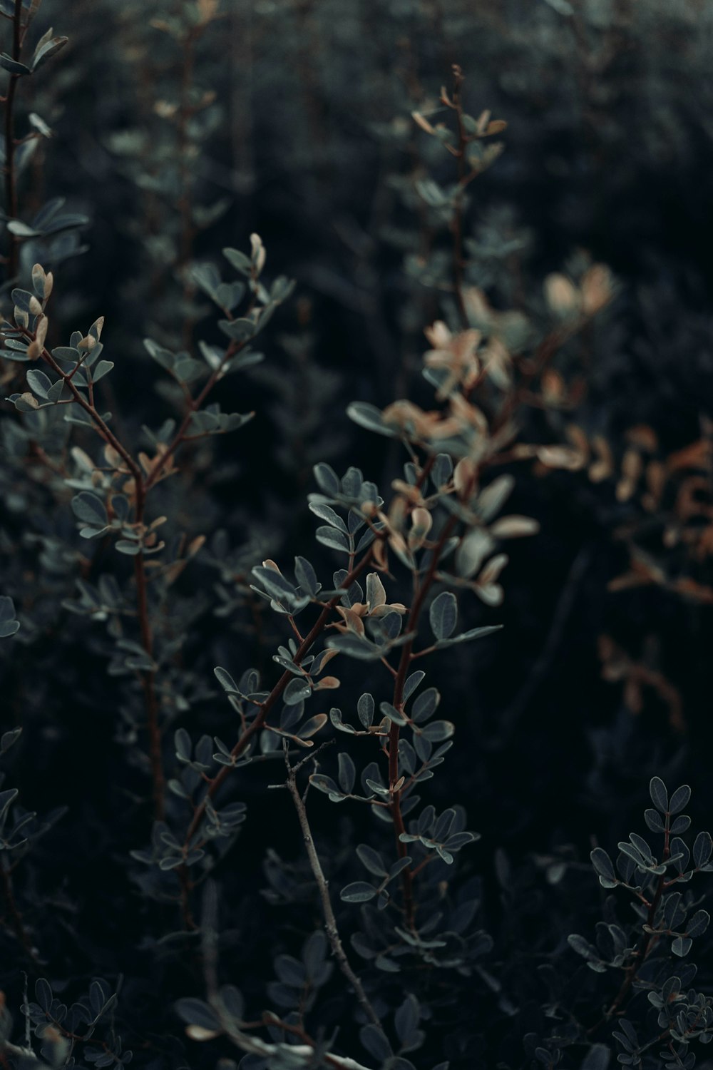 green leaf plant