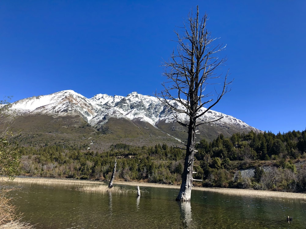 bare tree in body of water viewing mountain under blue skies during daytime