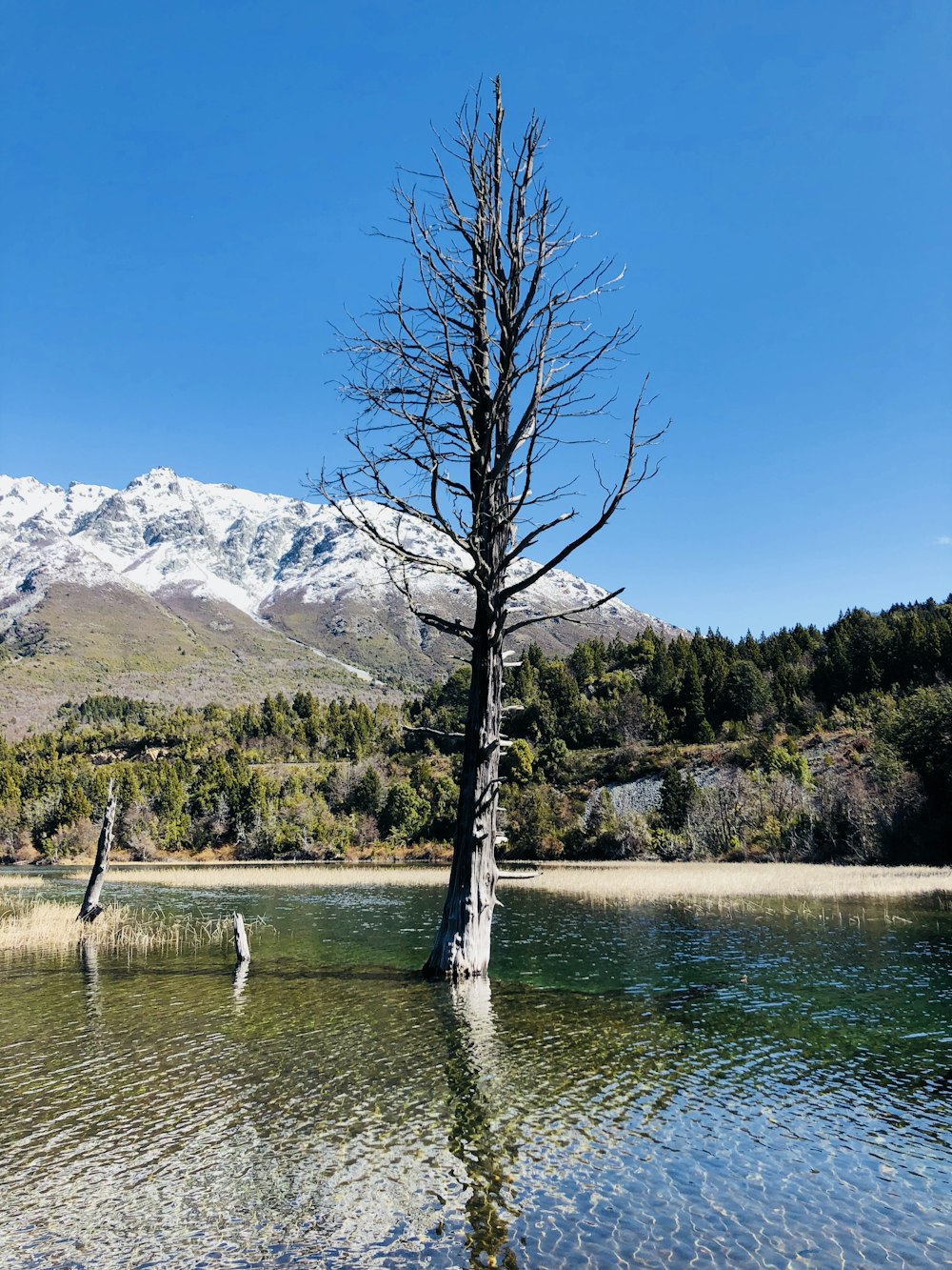 bare tree on body of water viewing mountain under blue and white skies during daytime