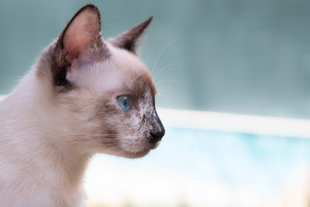 siamese cat