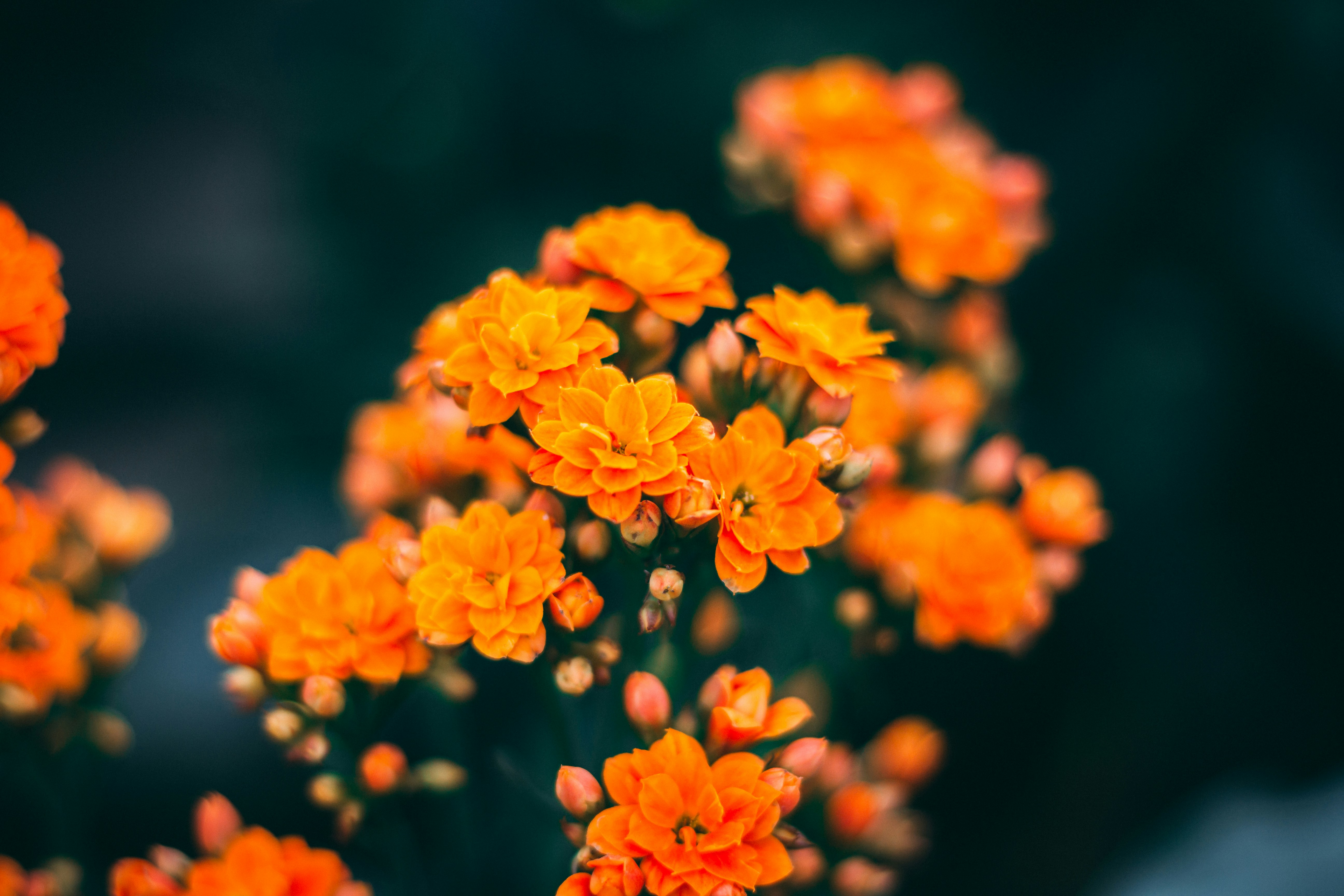 How Your Local Library Became a Frontline Health Center