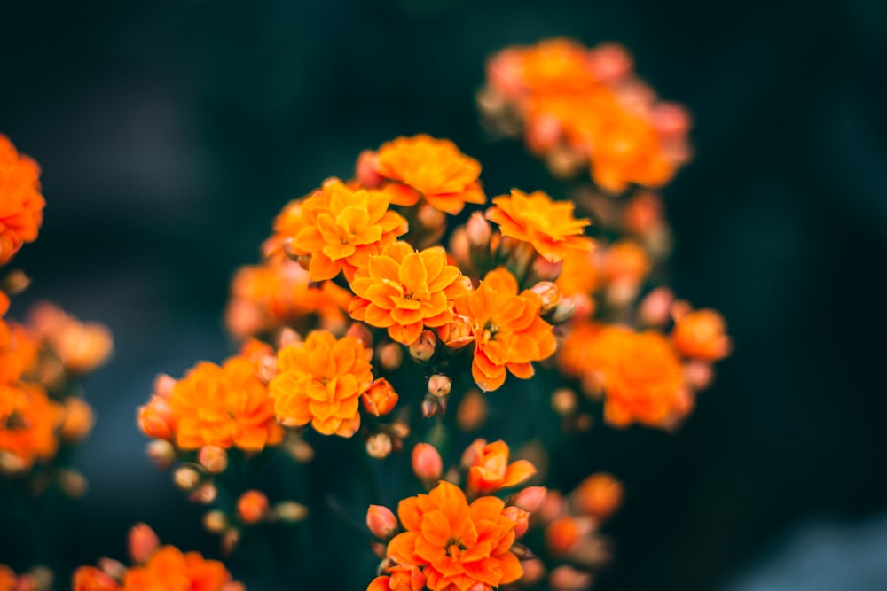 yellow flowers in bloom