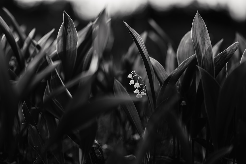 a black and white photo of a flower in a field