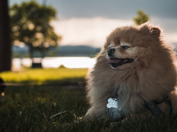 A happy dog wearing a colorful, comfortable collar from Flair Gifts in a sunny park.
