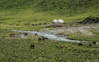 brown horses on grass