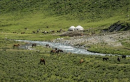 A serene pastoral landscape features a group of horses grazing on lush green grass near a flowing stream. In the background, two white yurts are situated, surrounded by small rocks and gently sloping hills covered in vegetation.