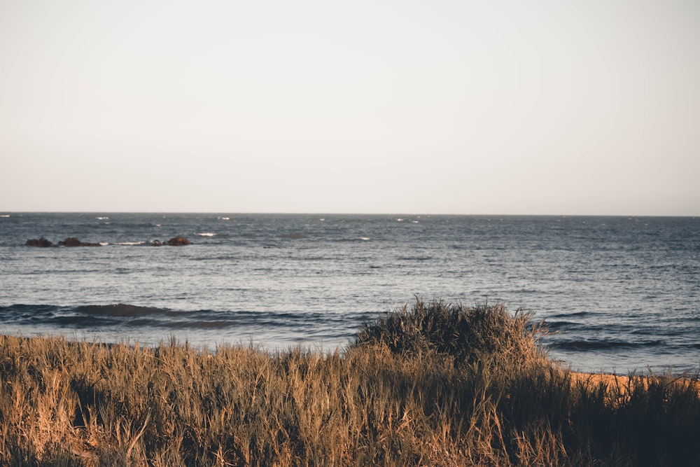 grasses near sea