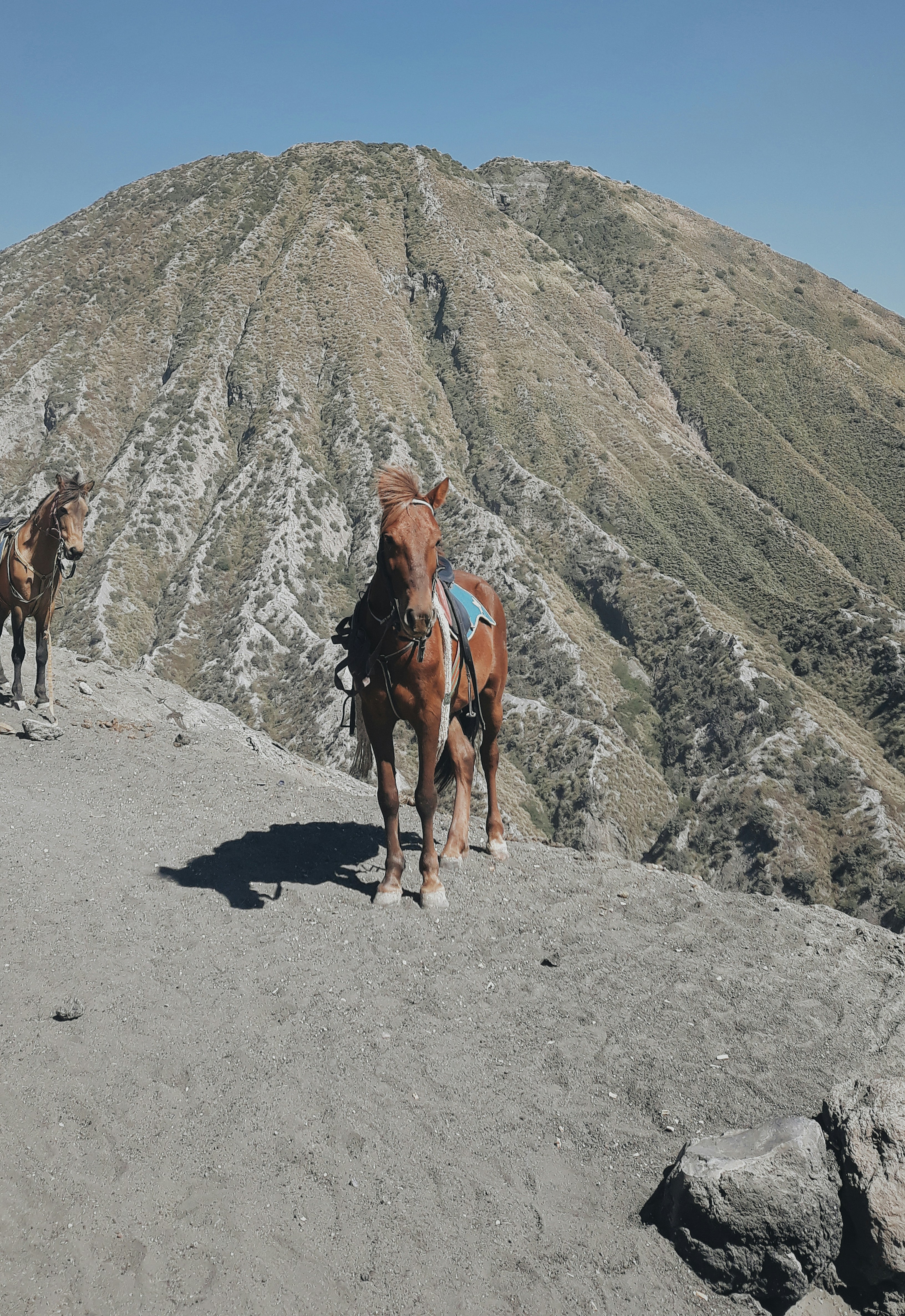 brown horse