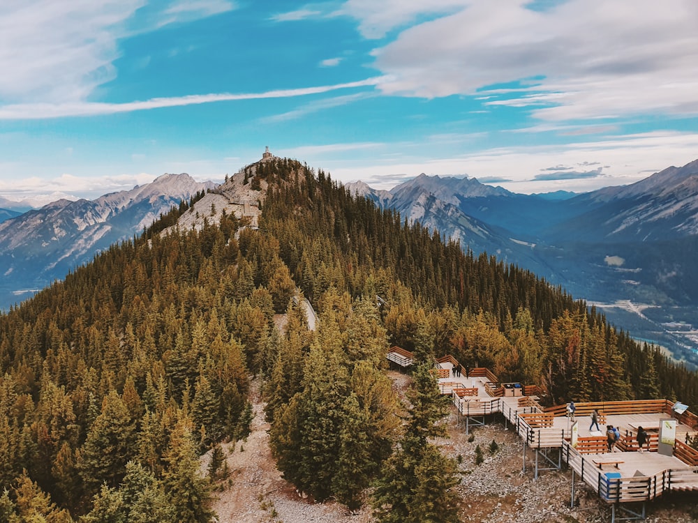 aerial photography of green trees