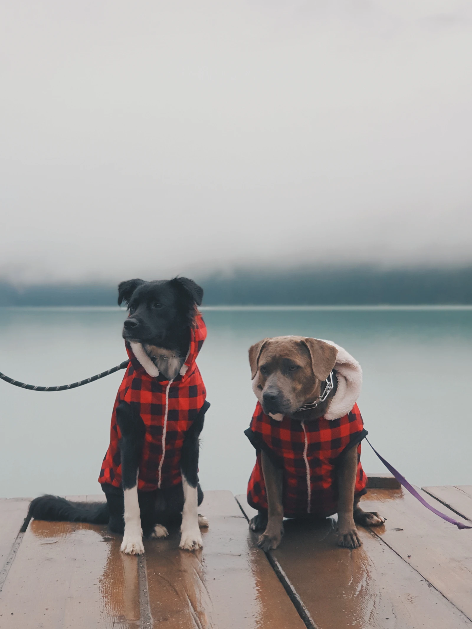 Two dogs in matching red plaid coats sitting on a misty lakeside dock in the Canadian outdoors