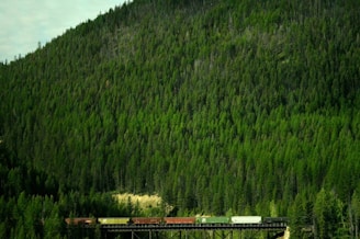 A long train with colorful cargo cars travels across a bridge surrounded by a vast, dense forest of evergreen trees. The background is dominated by a lush green hillside, creating a serene and uninterrupted natural landscape.