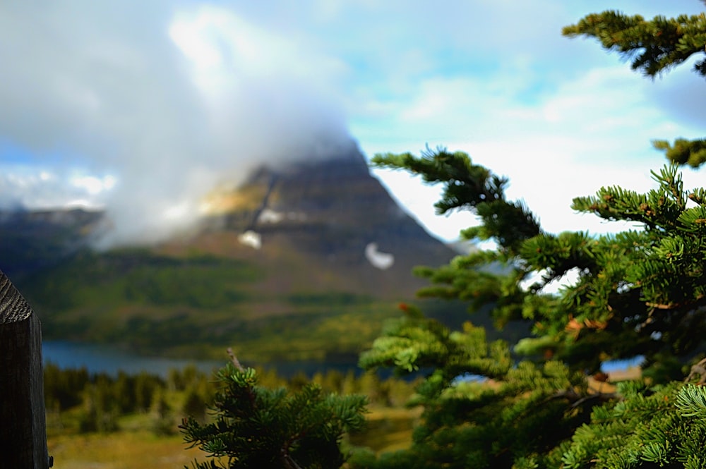 green trees near mountain