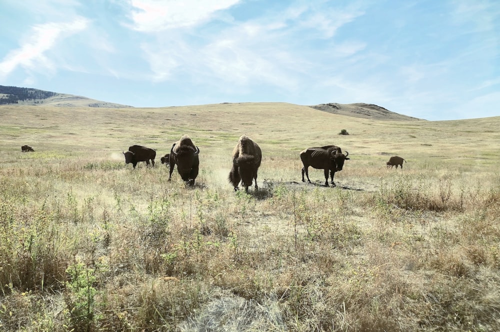 black bull on green grass