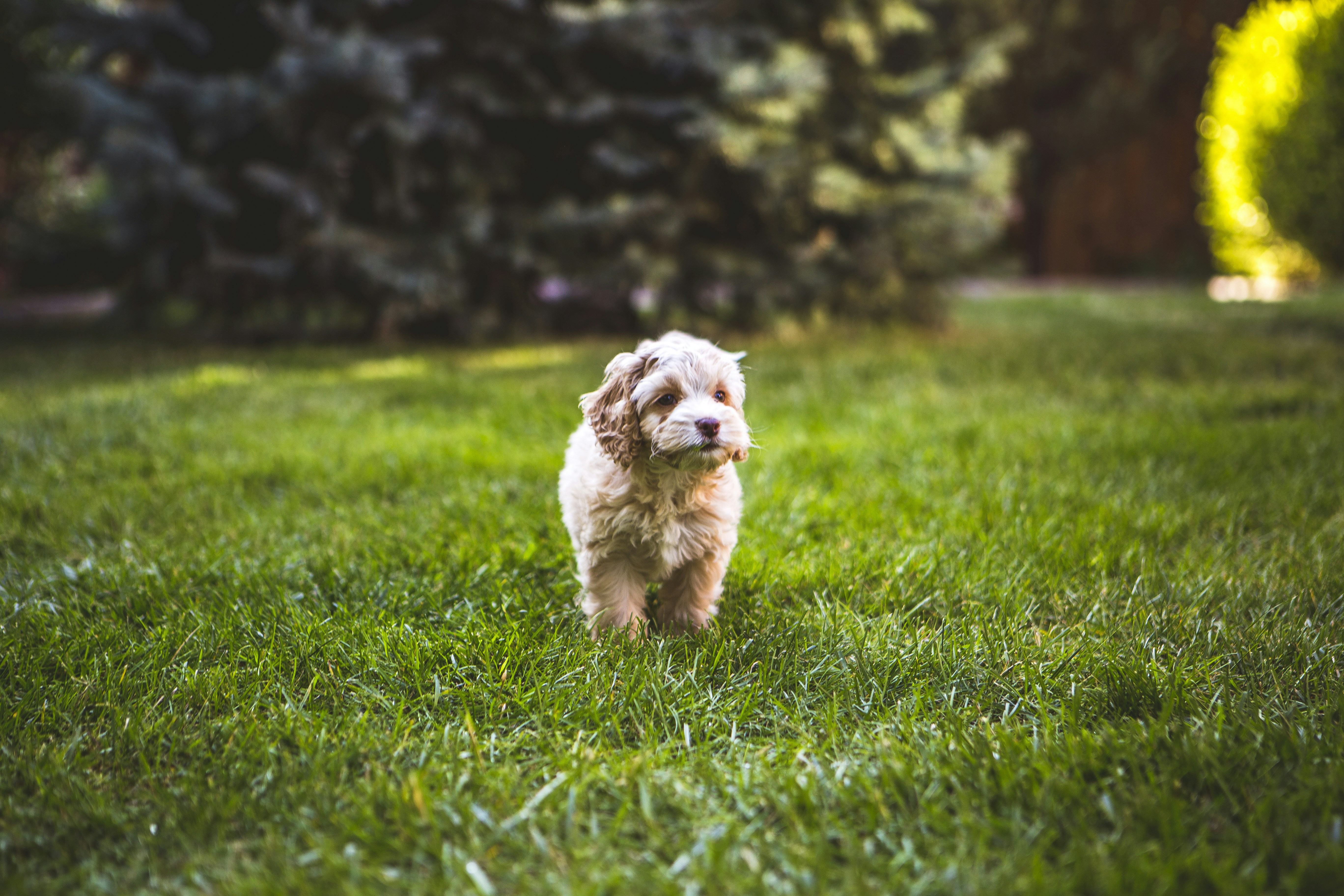 Cute golden retriever puppy