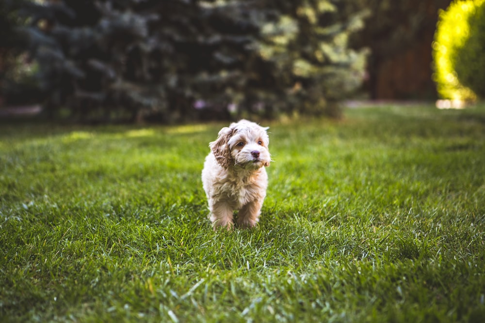 small-size long-coated brown dog