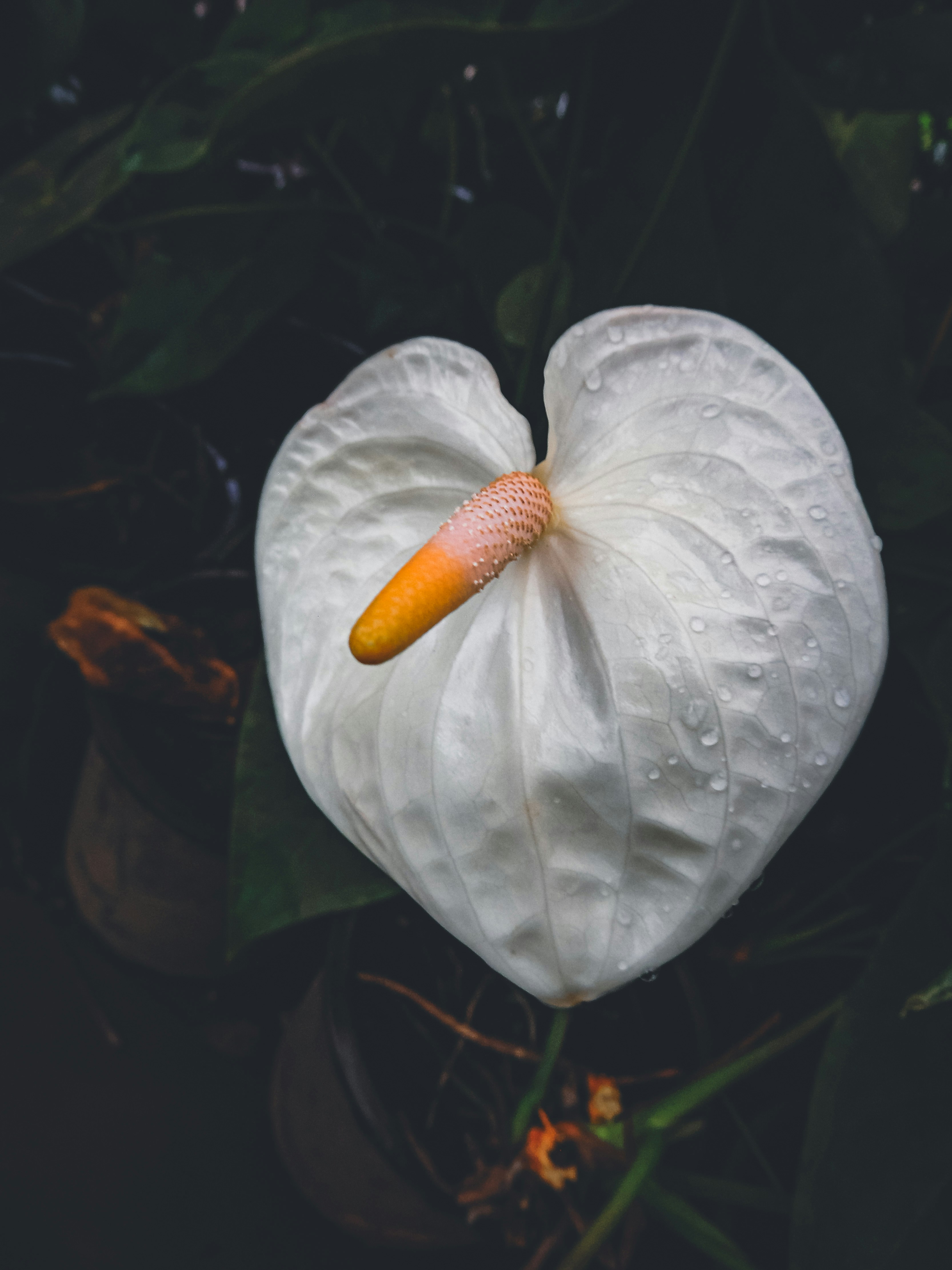 Photo by mohnishlandge