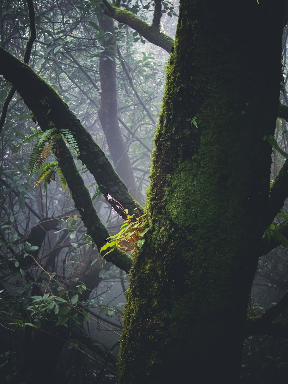 green-leafed trees