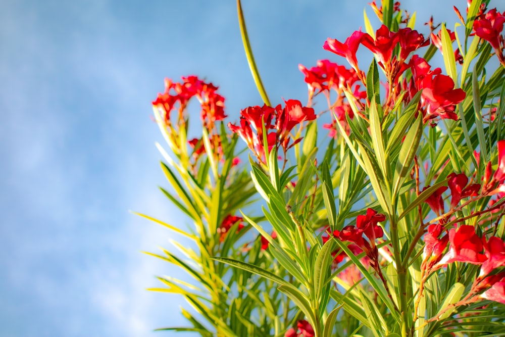 red petaled flower