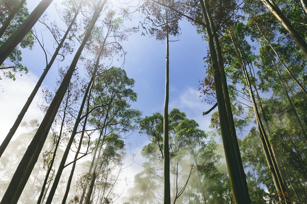 tall trees during daytime