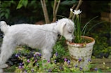 A small terrier sniffing flowers along a leafy trail during a morning walk.