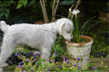 Potato the Picky happily sniffing a bright red cherry toy in a sunlit garden.