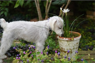 An illustration of a curious white bichon exploring a vibrant garden.