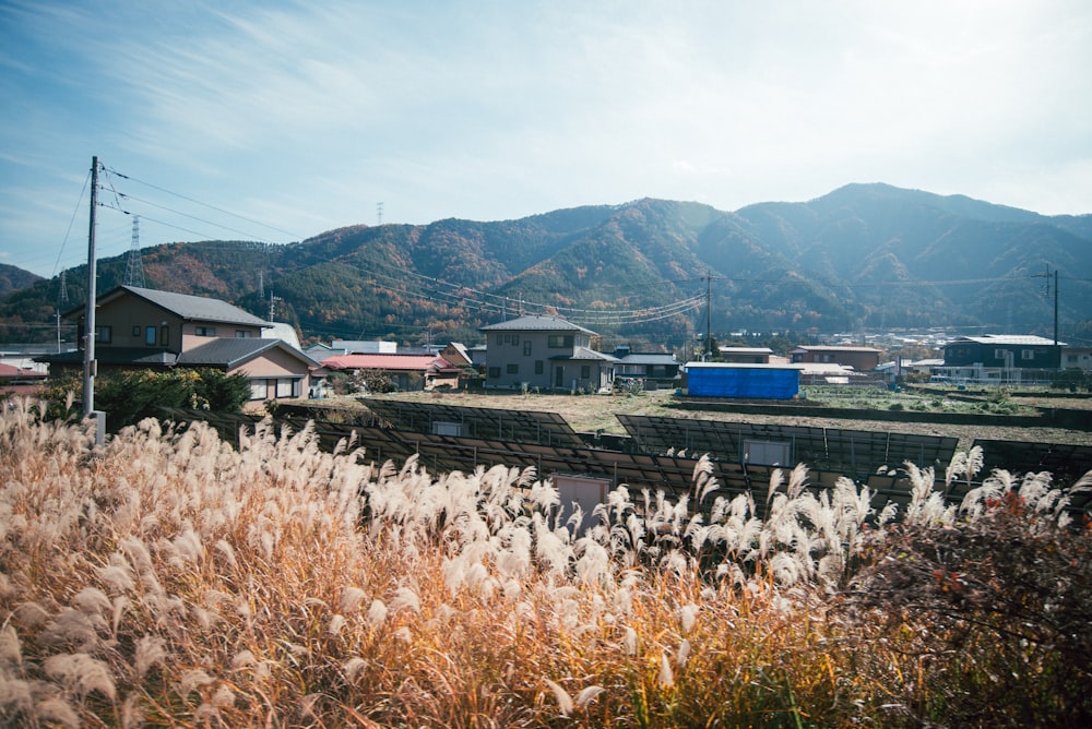 茶色の草原