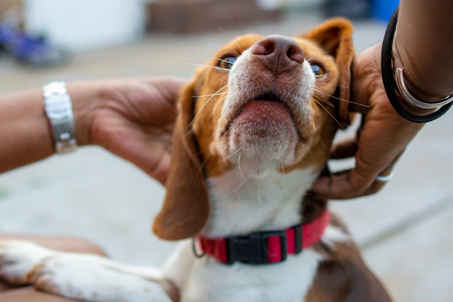 Two hands holding a beagle's head steady above a red collar while it is fitted