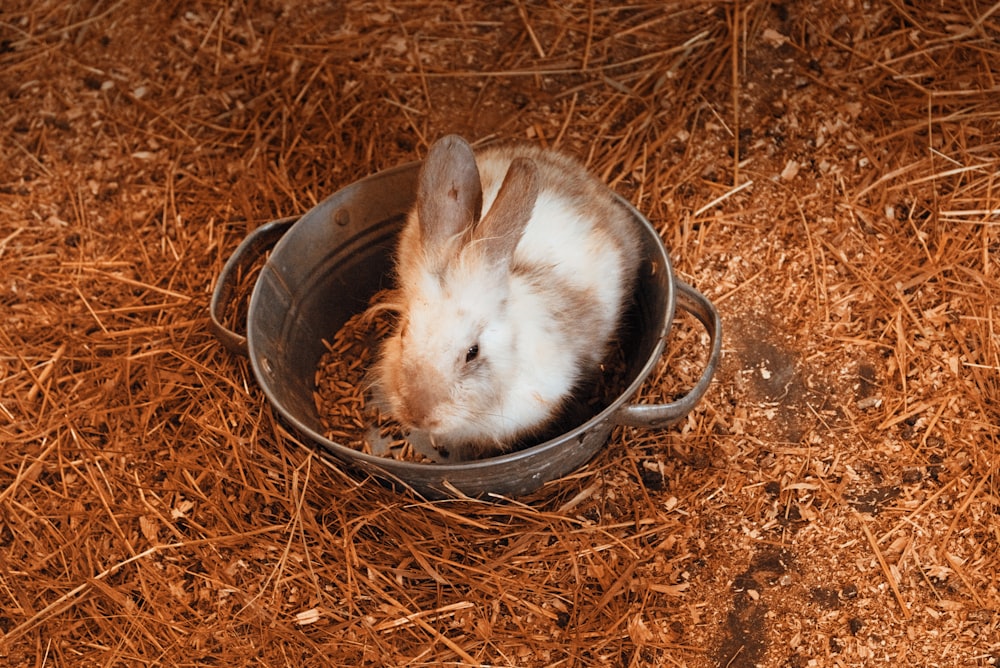 grey rabbit in pot