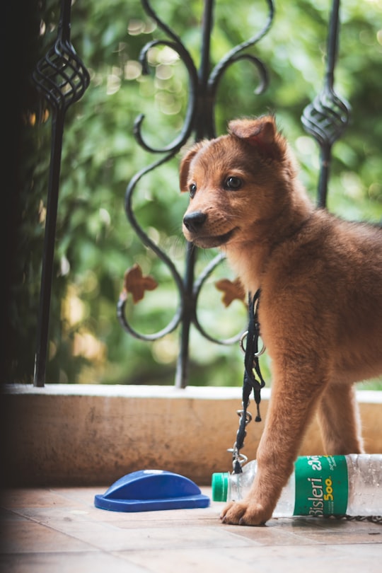 small short-coated tan and black dog near black wrought-iron railings in Bangalore India