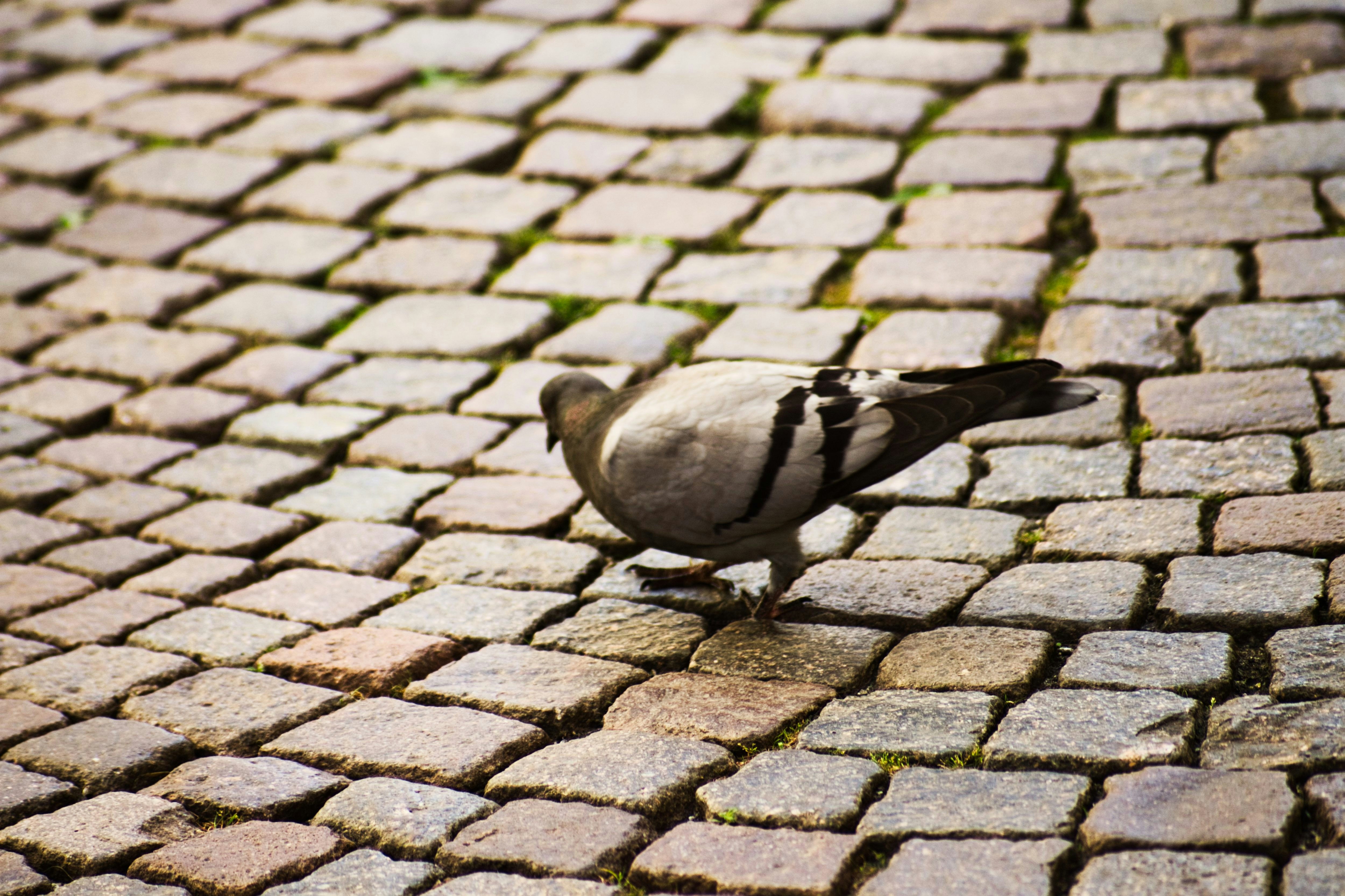 Photo by fanjatastisch