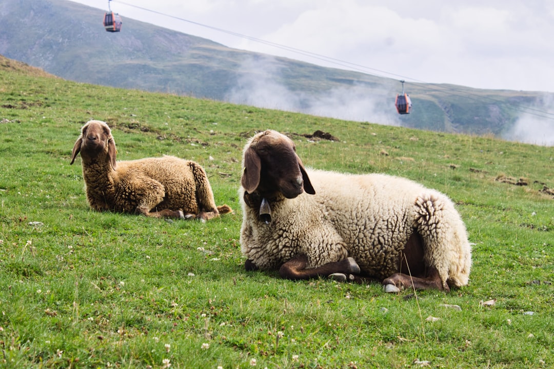 white lamb