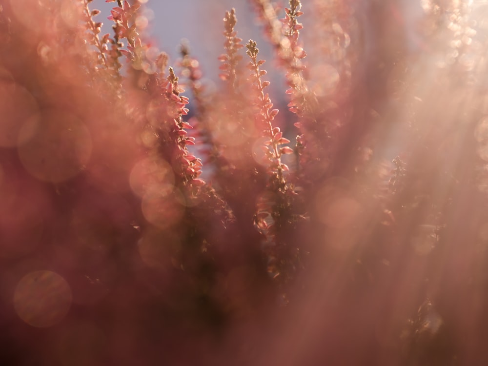 closeup photo of brown-leafed plants