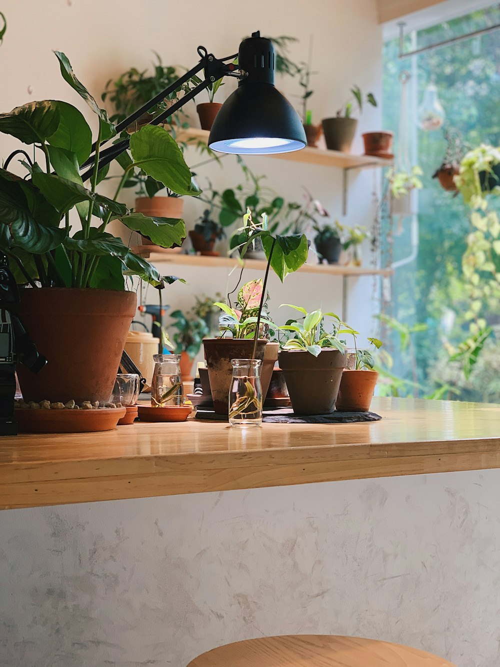 green plants with pots