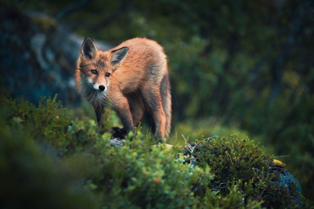 fox on grass field