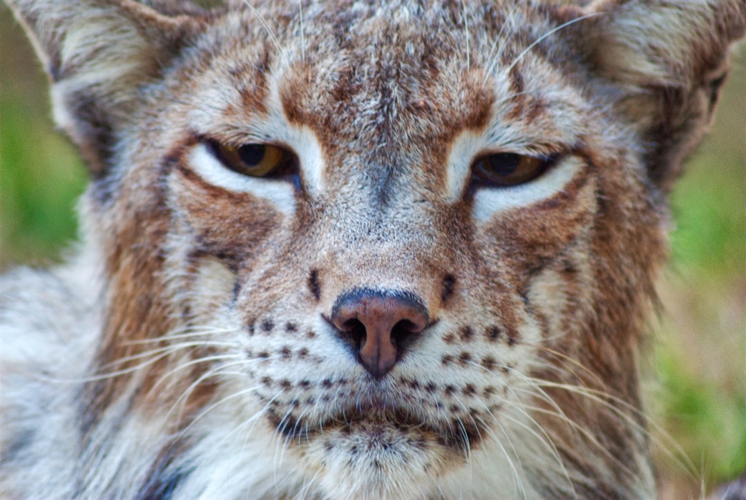 Wildlife photo spot Basondo Vitoria-Gasteiz