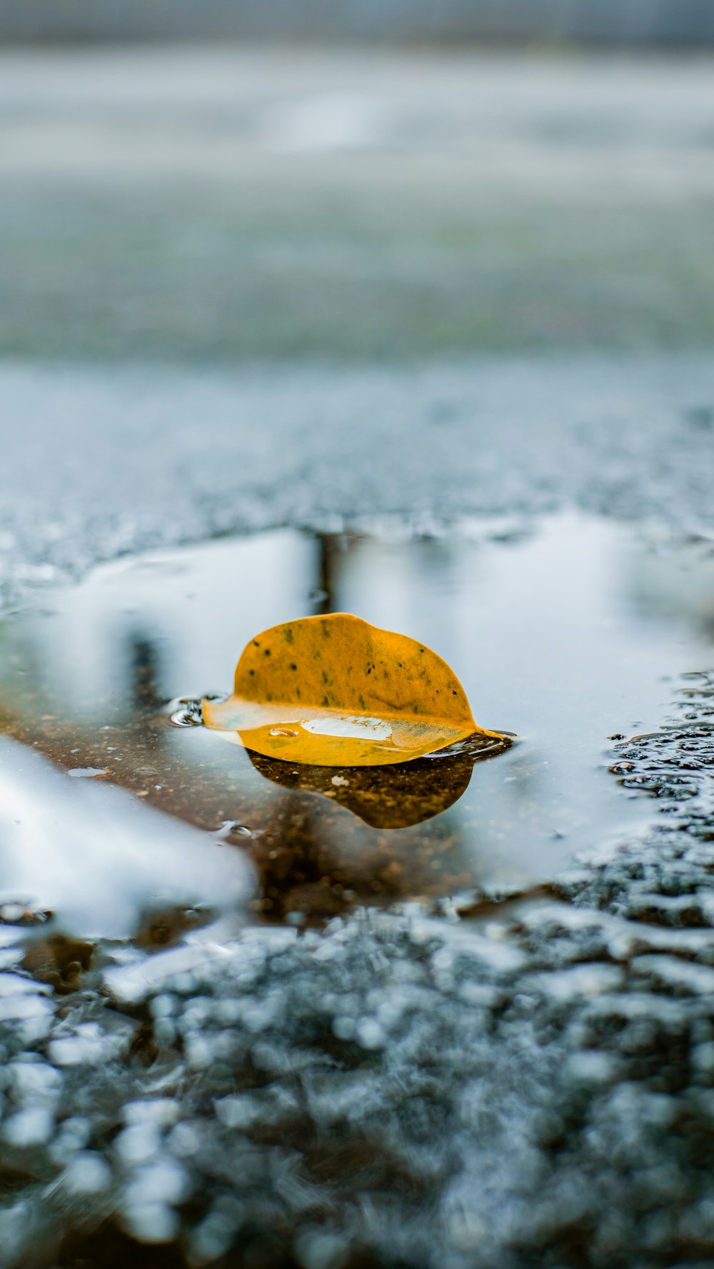 yellow leaf