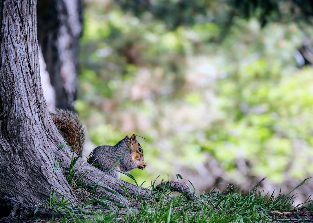 brown squirrel beside tree