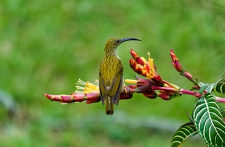 A small bird with a slender, curved beak perched on vibrant, tubular flowers. The bird has a streaked pattern on its plumage, blending shades of brown and yellow. Surrounding the bird, the lush green foliage serves as a backdrop, enhancing the vivid colors of the flowers which range from bright red to yellow.