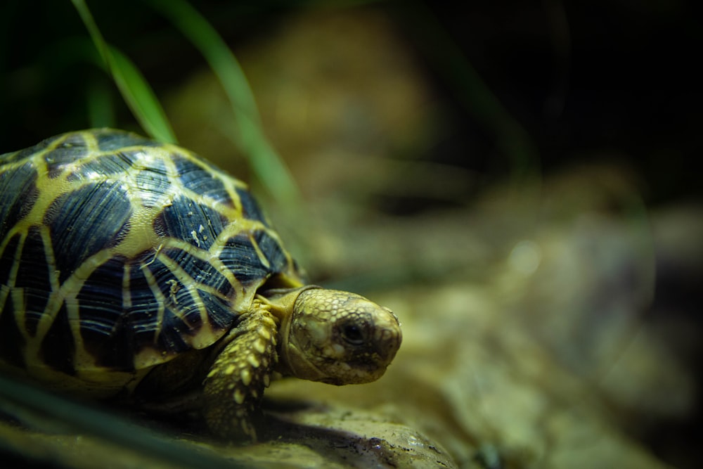 photo of black and yellow turtle