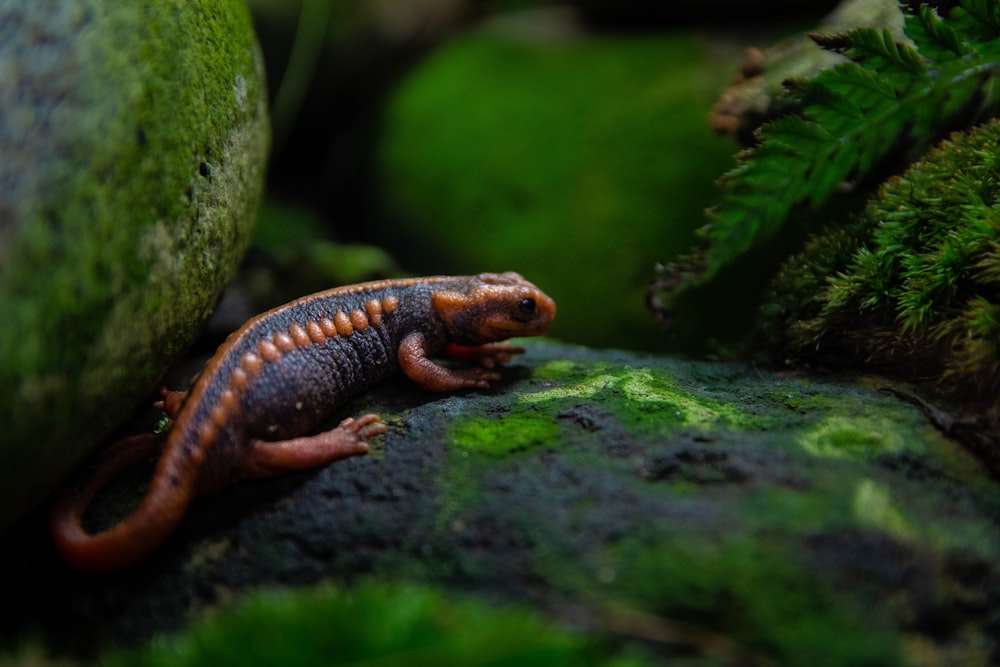 lézard noir et orange